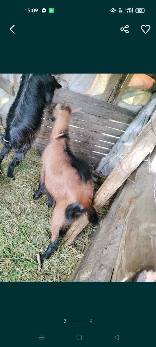 Vând țap alpin de 10 luni