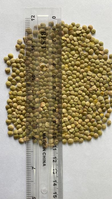 Продам зеленую чечевицу оптом