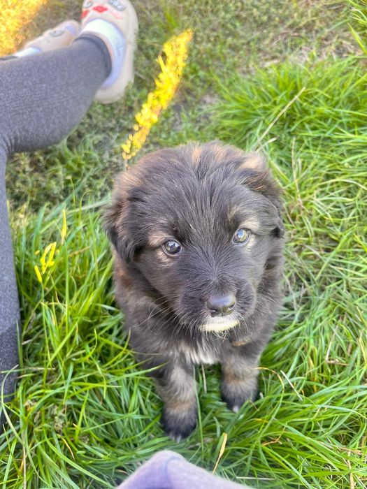 ‼️căutăm URGENT căsuța iubitoare pentru acest pui