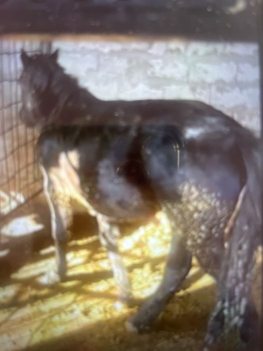 Уш ай байланган семиз байтал сатам