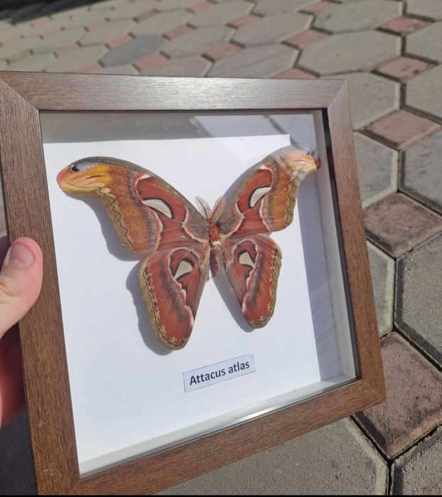 Самая большая бабочка в мире.