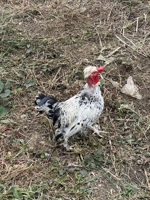 Vand 2 cocosi pitici iopan , 6 luni