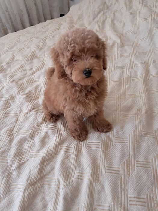 Куче Poodle Toy (пудел той)