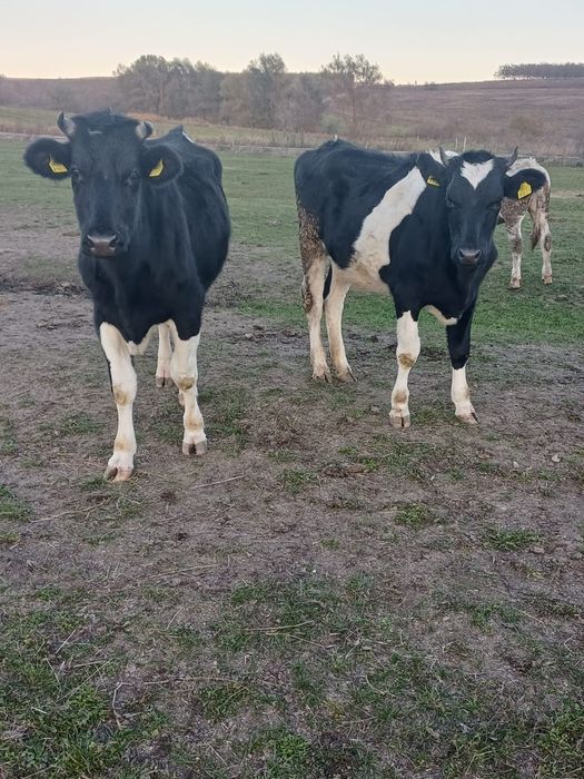 Vând 8 junici cu vârsta cuprinsa între 5 luni și un an