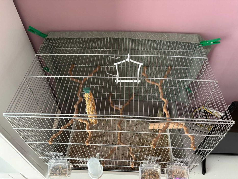 Papagal Nimfa de vanzare + cusca