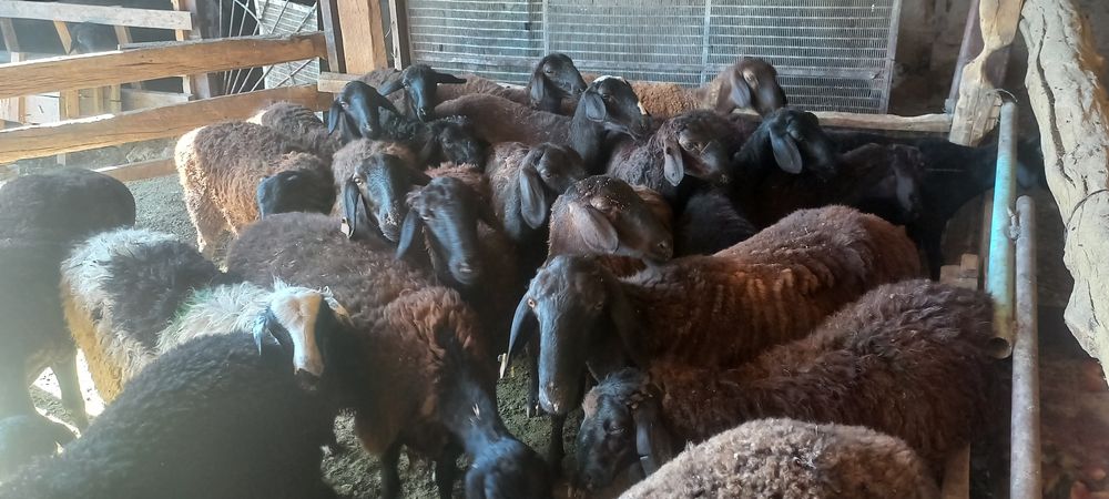 Қозы, қой, тоқты қошқарлар сатылады!!!