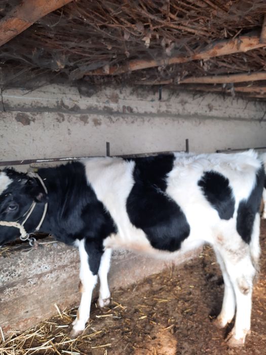 Buqala sotiladi sfatli