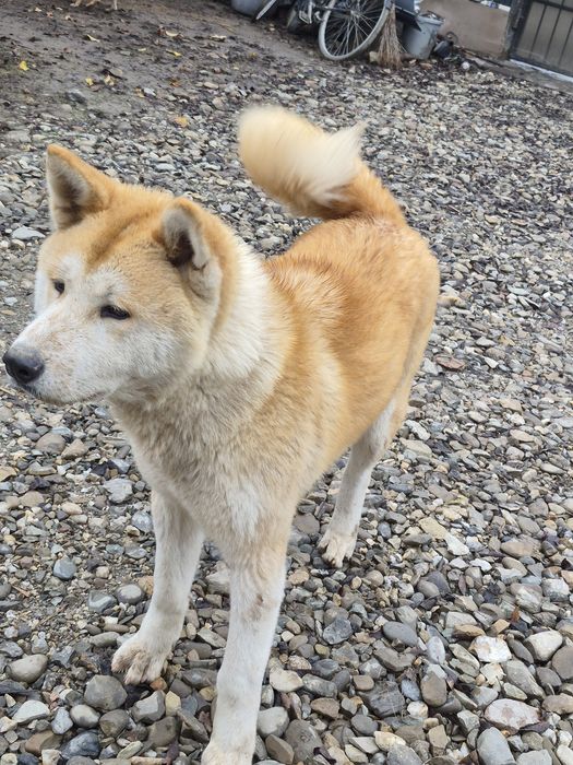 Donez cățel Akita Inu