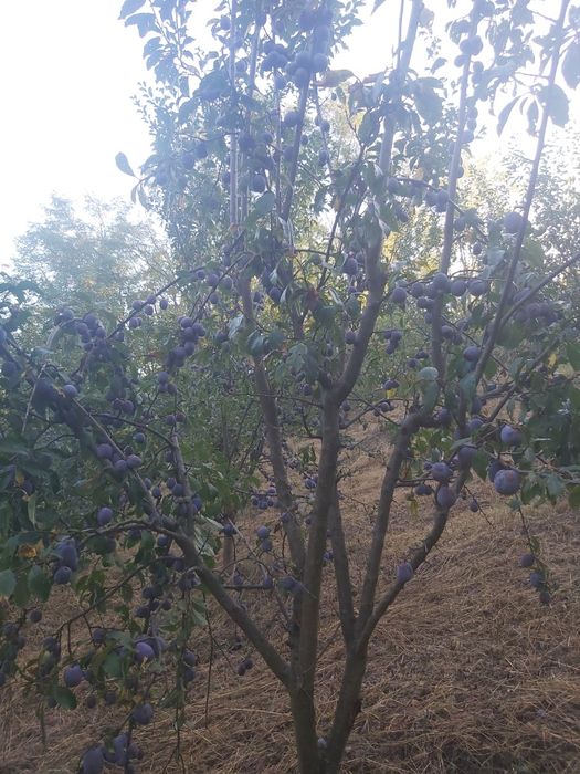 Prune anaspet bio,consum,tuica