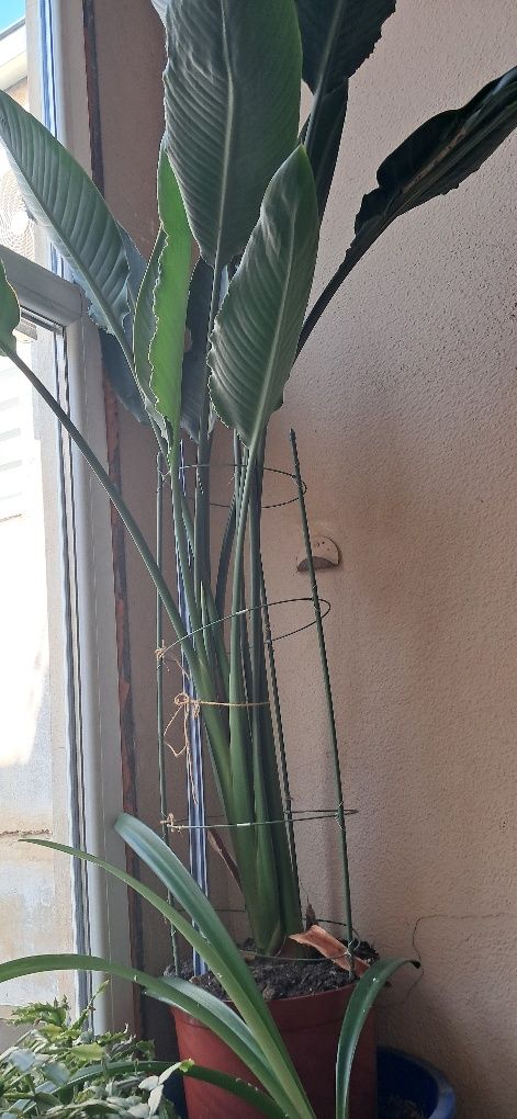 Strelitzia Reginae,(Pasarea Paradisului)