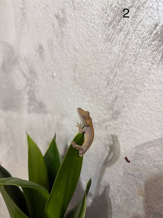 Puiuti Crested Gecko