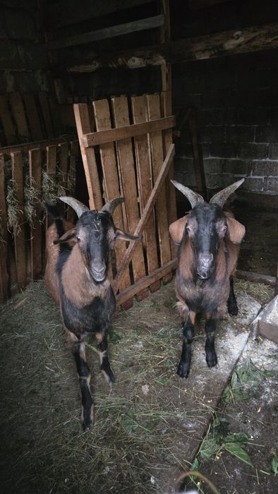 Vând țapi alpin-francez