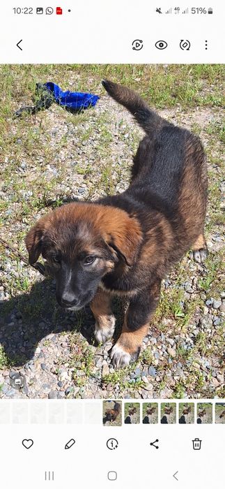 Эштрельская овчарка — порода собак, известная также как эштрельская