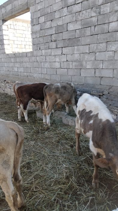 Продаётся бички подсосы 12 голов срочно