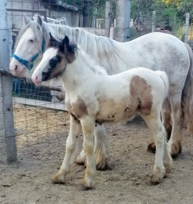Vând iapa Gipsy gestanta