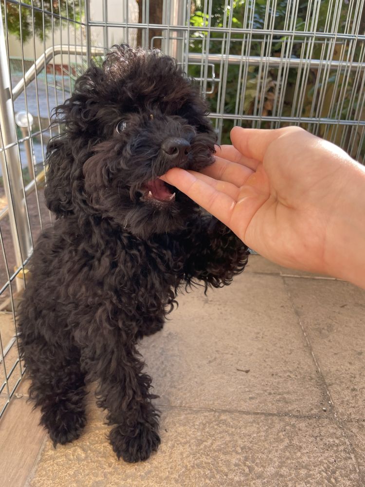 Той пудел / Toy poodle