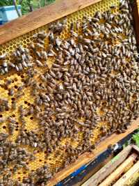 Vand 5 familii de albine