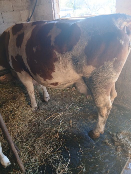 Vând  vitea baltata românească