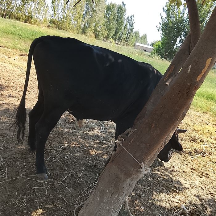 Qora mol sotiladi