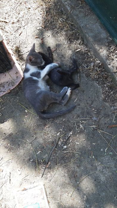 Pentru adoptie 2 pisoi -un motanel si o pisicuta