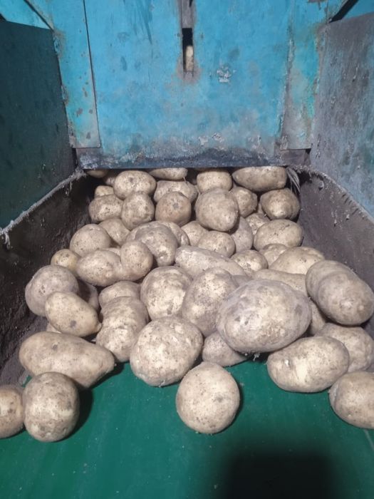 Картошка оптом от 20 тонн