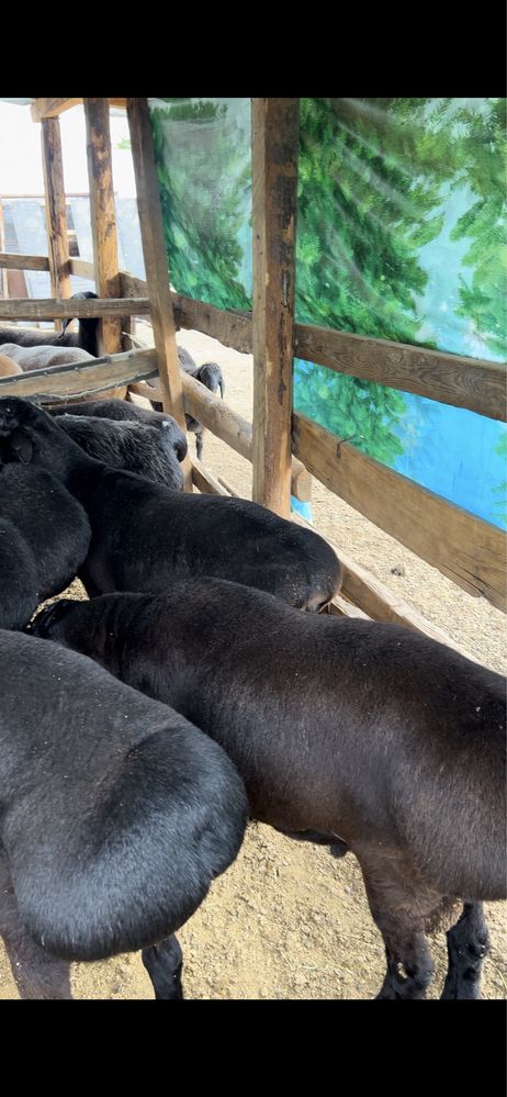 qo’ylar bor kilosi tirik vazinga 75000 so’mdan