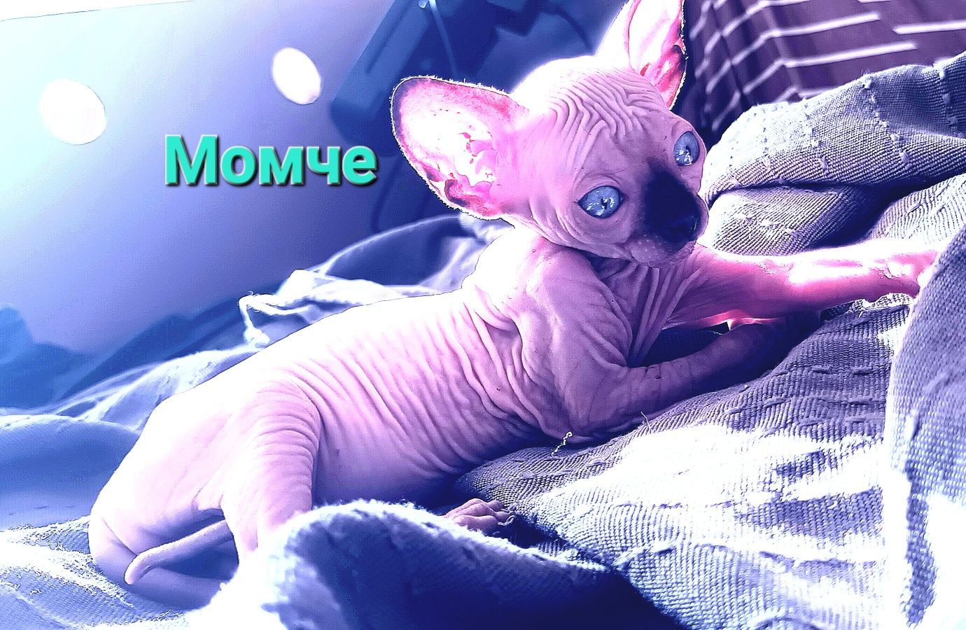 Канадски сфинкс, момчета