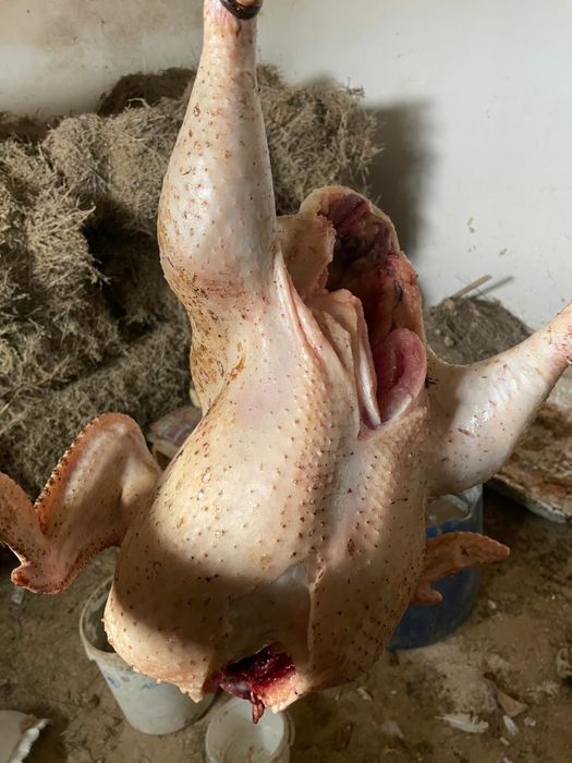 Индейка еттері сатылады