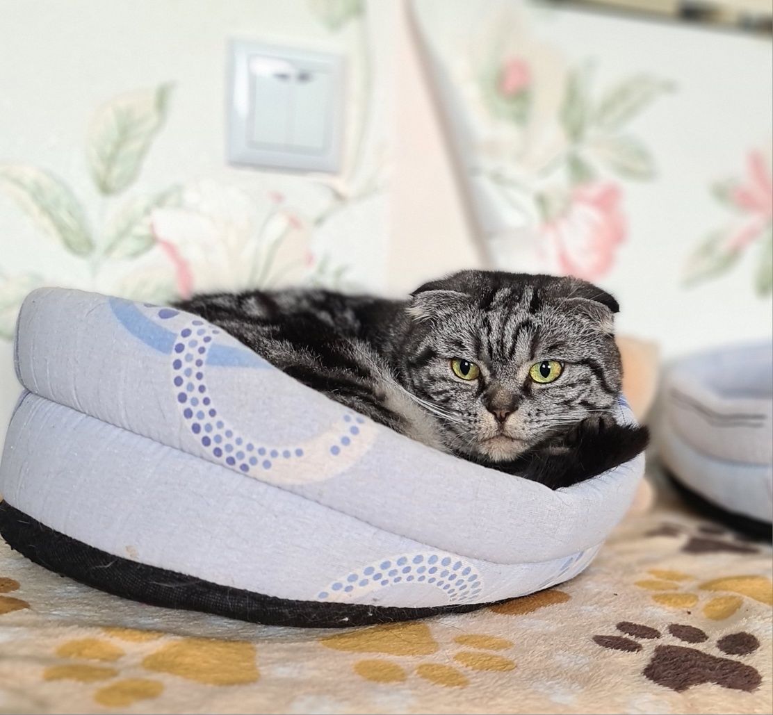 Donez pisica scottish fold - adulta