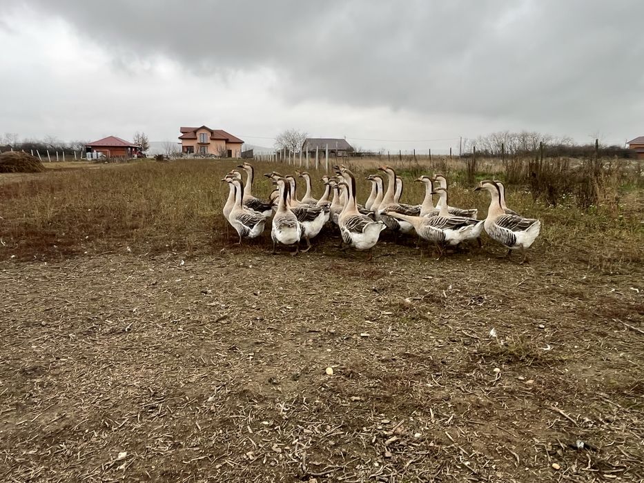 Vând Gâște Africane !!!