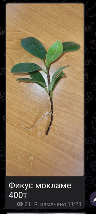 Цветы от 200 до 2500