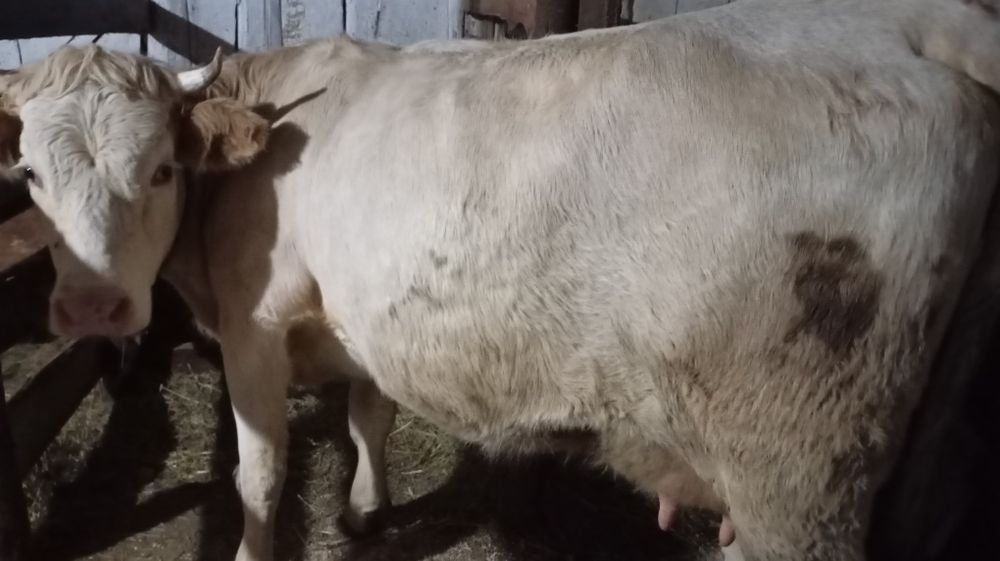 Vând vacă cu vițel