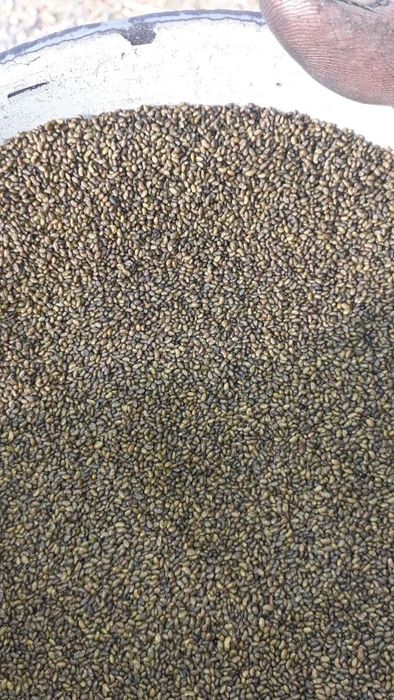 Семена люцерны магниченные люцерна жонышка тукым