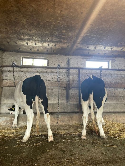 Vând vițele gemelare