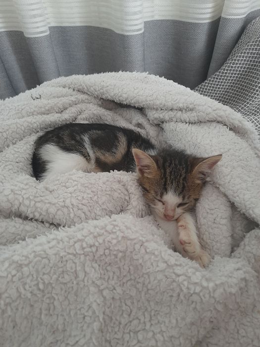 Adoptie responsabila