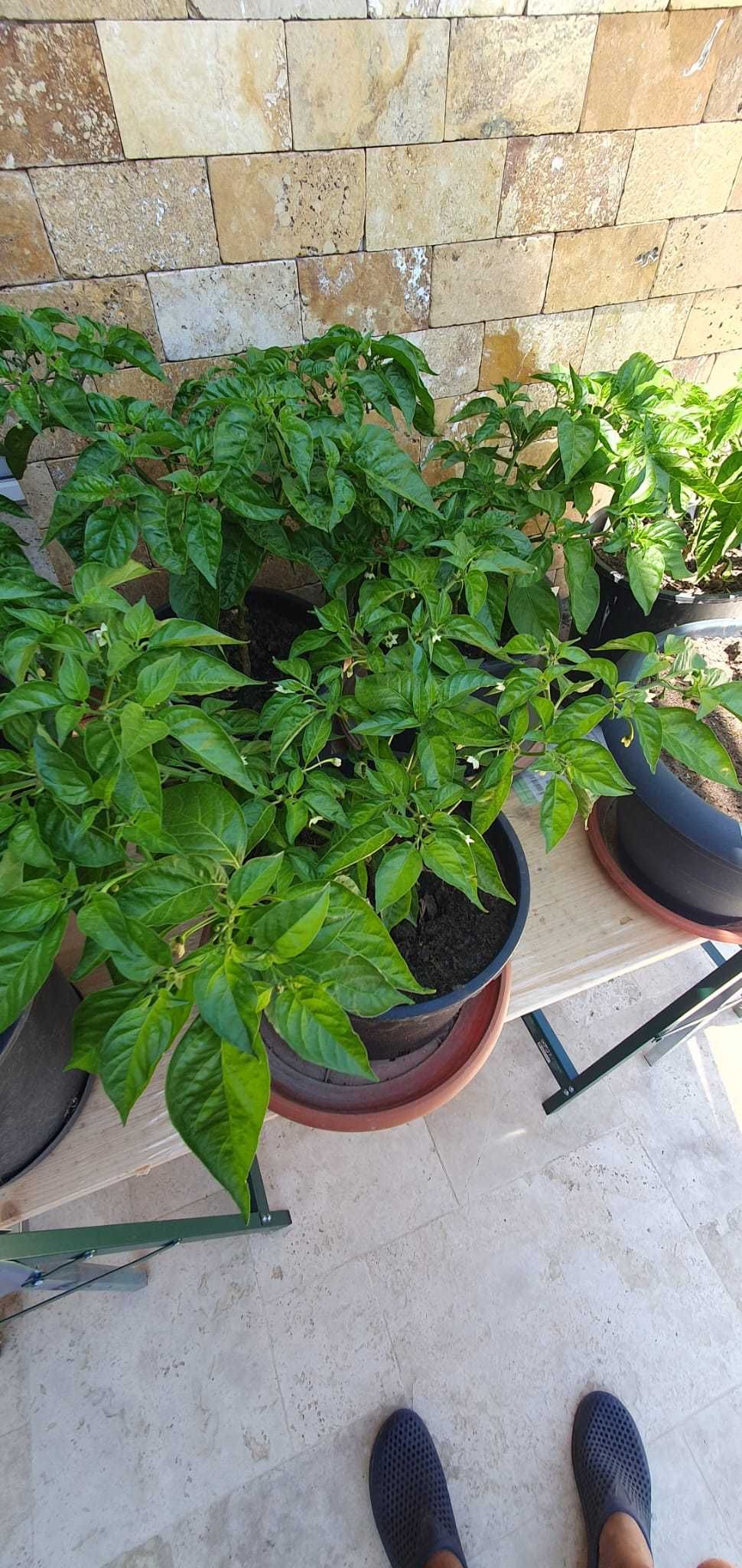 vand plante de ardei foarte iuti(ex. carolina reaper,scorpion,brown..)