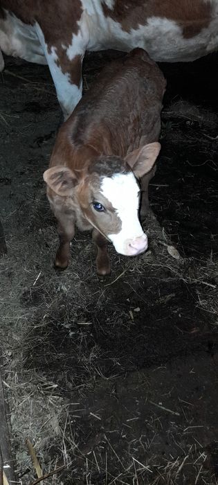 Vând vițea bălțată românească