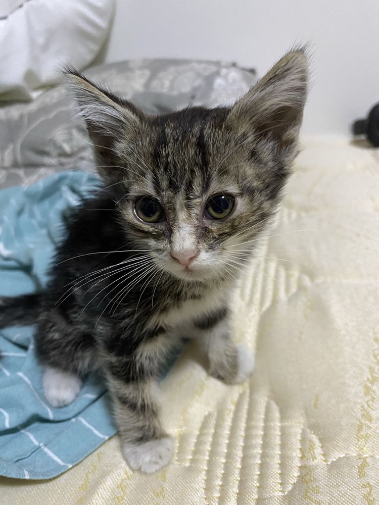 Котенок ищет дом