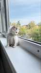 Отдам котёнка в добрые руки