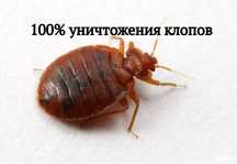 dezinfeksiya дезинфекция дезинсекция dezinfeksiya klapa