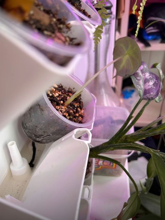 Фито стена надвесные модули для комнатных растений