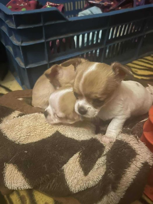 Продавам чихуахуа