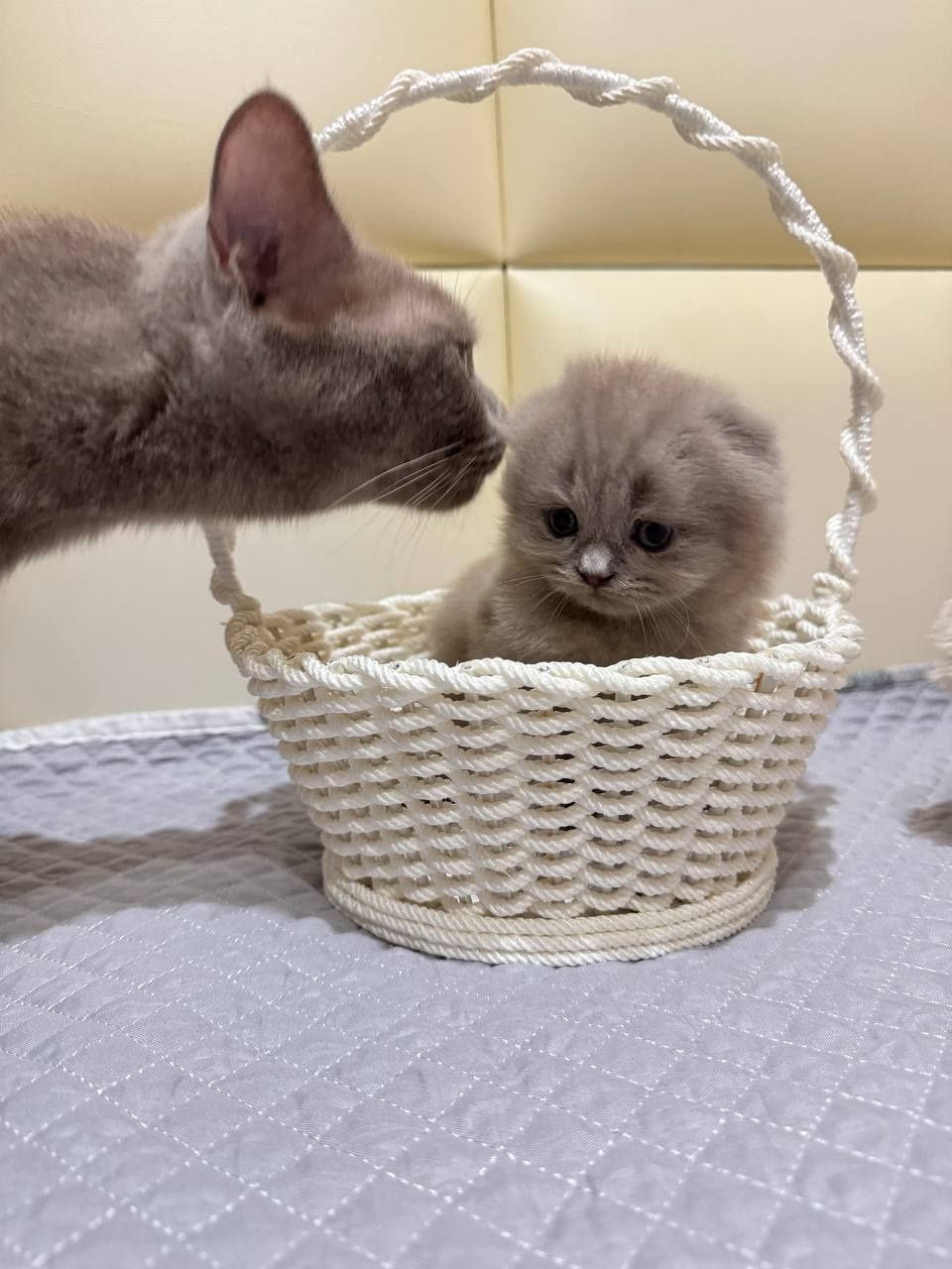 Котята от правильной вязке (договорная)