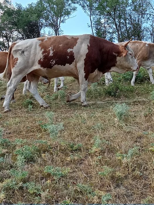 Taur de rasa de vânzare