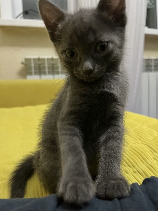 Отдам котенка девочку в добрые руки