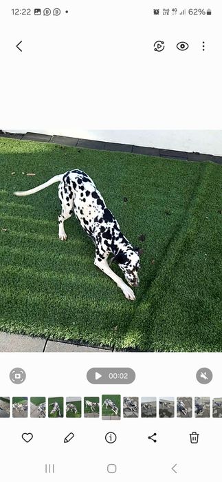 Vând dalmațian femelă are 2 ani