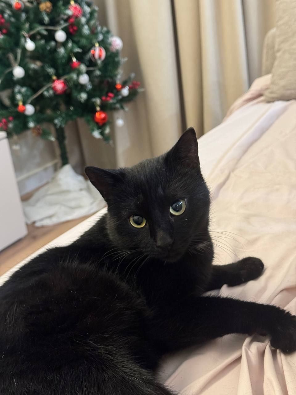Кот домашний кот