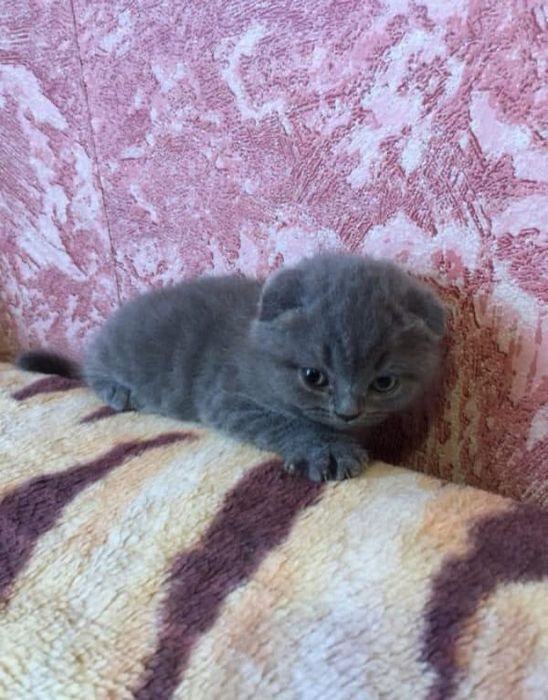 Чудо малыш скоттиш фолд