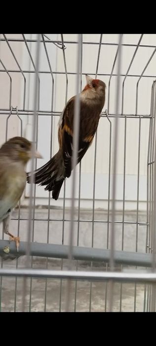 Гибрит модалар Мода иковиям Бир жойга 500 минг