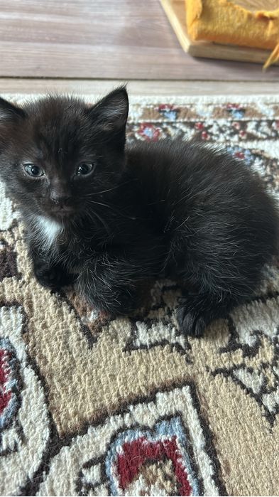 Котенок ищет любящих родителей